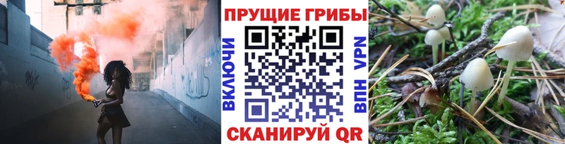 купить закладку  Клинцы  мориарти телеграм  Галлюциногенные грибы Psilocybine cubensis 